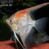 Manacapuru Rotrücken Skalar, Pterophyllum cf. scalare "Lago Manacapuru"