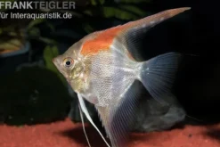 Manacapuru Rotrücken Skalar, Pterophyllum cf. scalare "Lago Manacapuru"