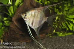 Manacapuru Rotrücken Skalar, Pterophyllum cf. scalare "Lago Manacapuru"