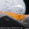 Mandarinengarnele, Caridina thambipillai (Caridina propinqua)