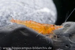 Mandarinengarnele, Caridina thambipillai (Caridina propinqua)