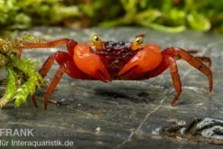 Mandarinenkrabbe, Geosesarma sp. Mandarine, Zufällig ausgewählt