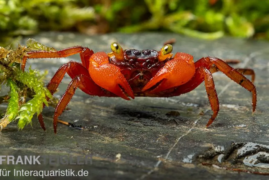 Mandarinenkrabbe, Geosesarma sp. Mandarine, Zufällig ausgewählt