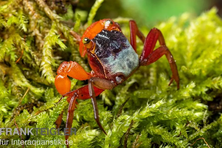 Mandarinenkrabbe, Geosesarma sp. Mandarine, Zufällig ausgewählt