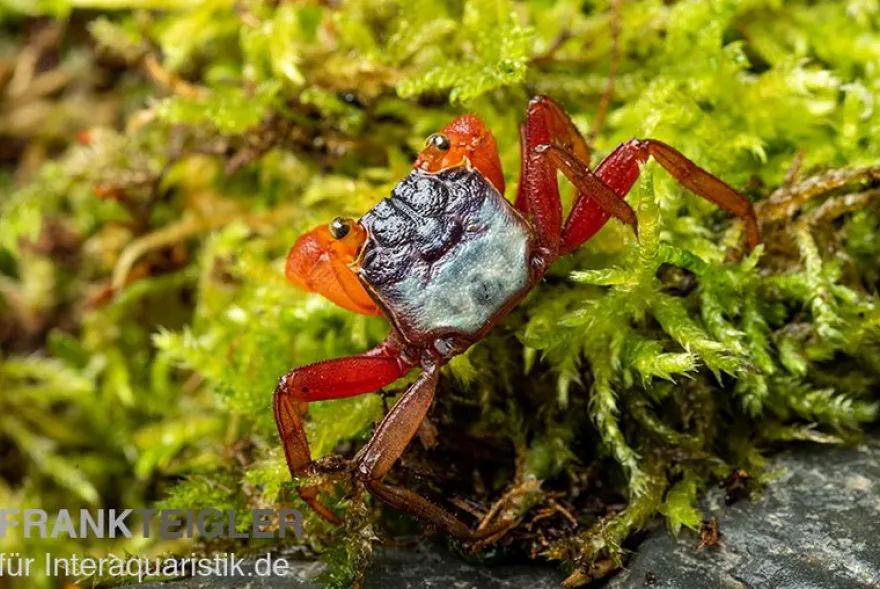 Mandarinenkrabbe, Geosesarma sp. Mandarine, Zufällig ausgewählt