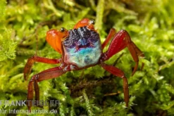 Mandarinenkrabbe, Geosesarma sp. Mandarine, Zufällig ausgewählt