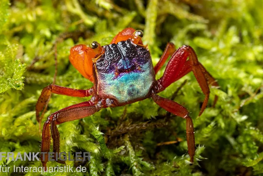 Mandarinenkrabbe, Geosesarma sp. Mandarine, Zufällig ausgewählt
