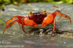 Mandarinenkrabbe, Geosesarma sp. Mandarine, Zufällig ausgewählt