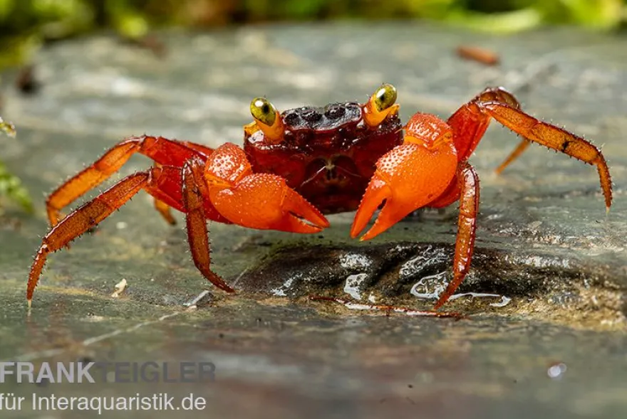 Mandarinenkrabbe, Geosesarma sp. Mandarine, Zufällig ausgewählt