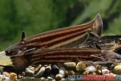 Mandube-Wels, Trachelyopterichthys taeniatus