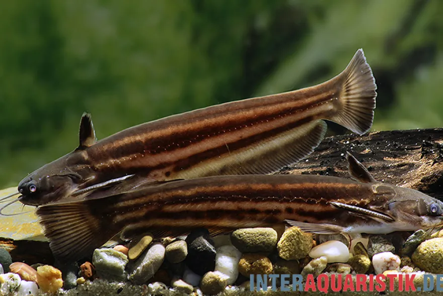Mandube-Wels, Trachelyopterichthys taeniatus