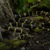 Mangroven-Nachtbaumnatter, Boiga dendrophila