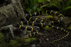 Mangroven-Nachtbaumnatter, Boiga dendrophila