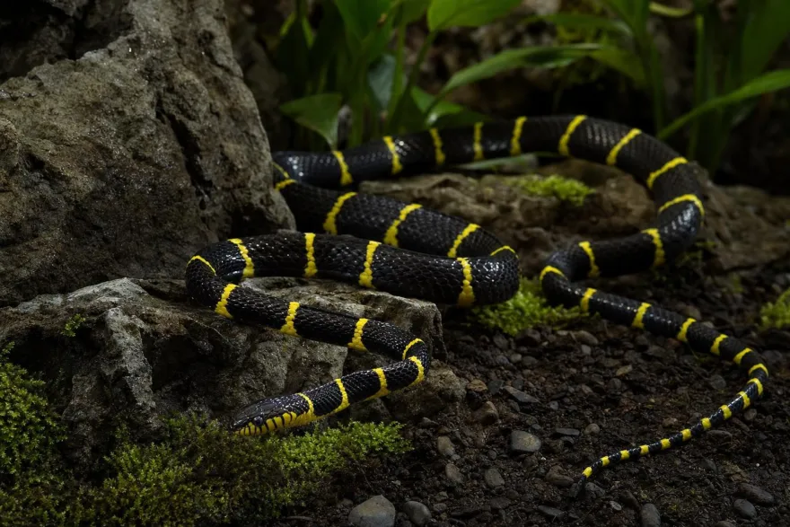 Mangroven-Nachtbaumnatter, Boiga dendrophila