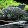 Marakeli-Buntbarsch, Paratilapia polleni