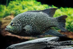 Marakeli-Buntbarsch, Paratilapia polleni