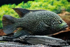 Marakeli-Buntbarsch, Paratilapia polleni
