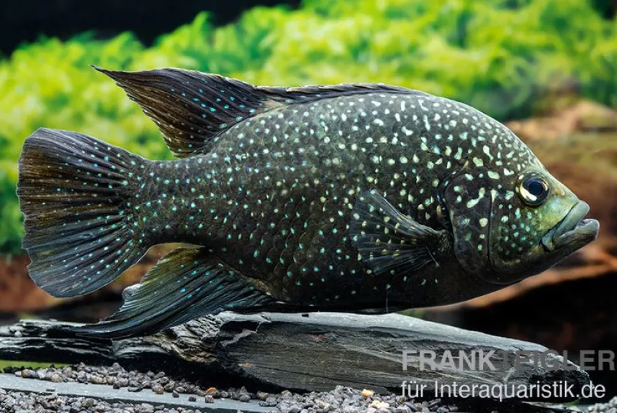 Marakeli-Buntbarsch, Paratilapia polleni