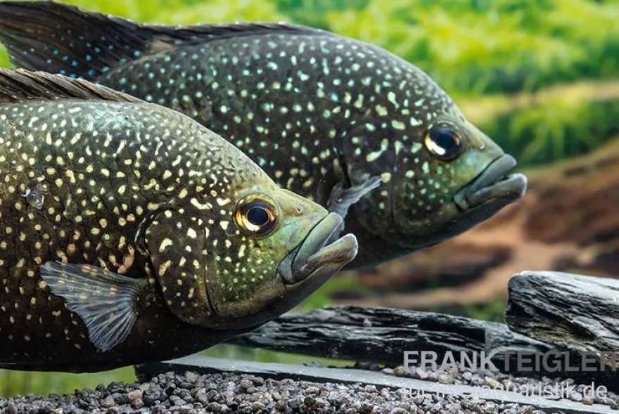 Marakeli-Buntbarsch, Paratilapia polleni