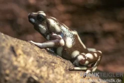 Marañón-Baumsteiger, Excidobates mysteriosus
