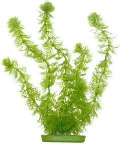 Marina Aquascaper Hornwort 30 cm