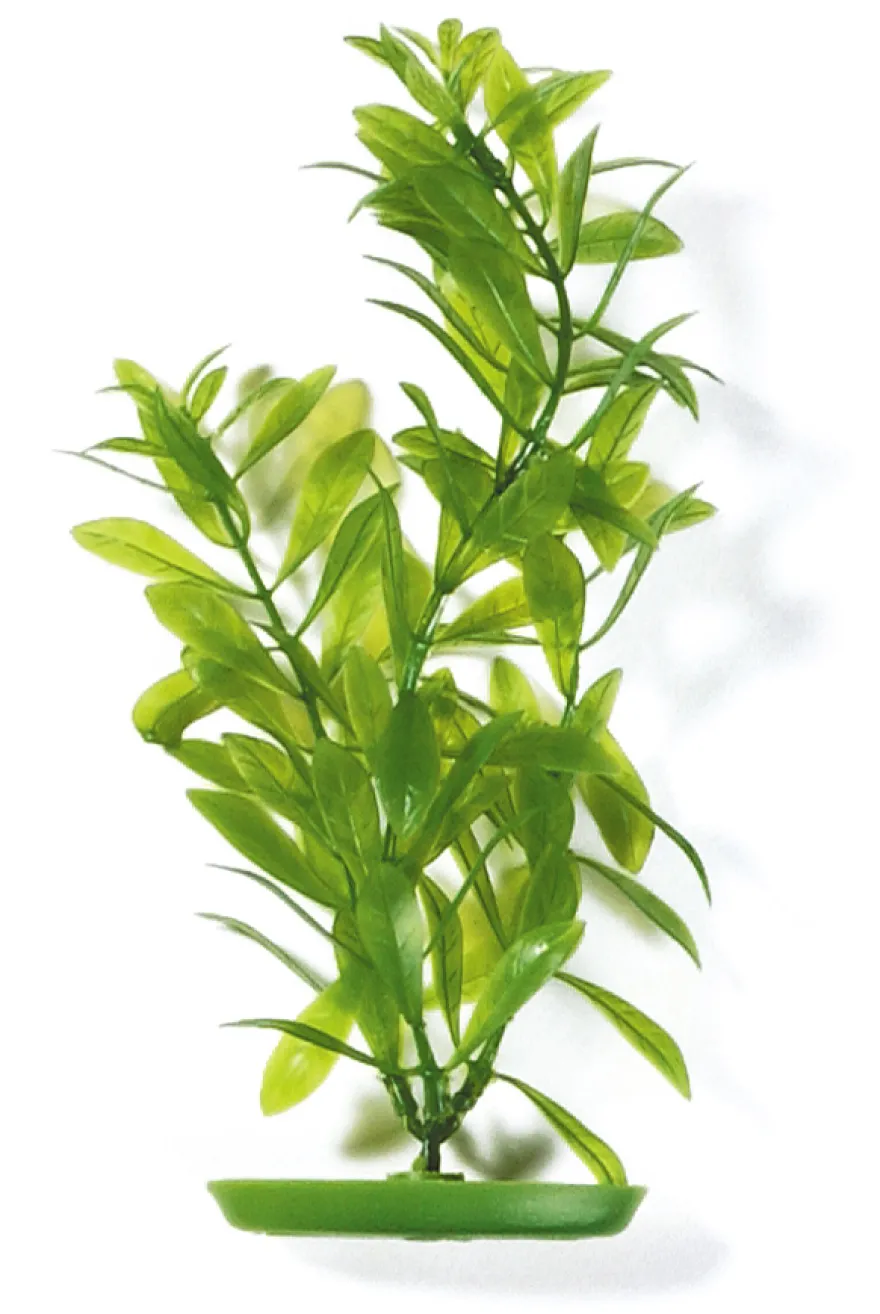 Marina Aquascaper Hygrophila 20 cm