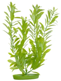 Marina Aquascaper Hygrophila 30 cm