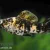 Marmelade Cat Molly, Poecilia latipinna