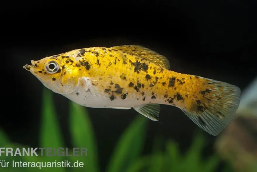 Marmelade Cat Molly, Poecilia latipinna