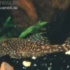 Marmor-Ancistrus, Ancistrus claro, LDA 8, DNZ