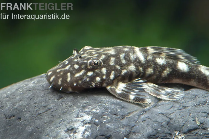 Marmor-Ancistrus, Ancistrus claro, LDA 8, DNZ