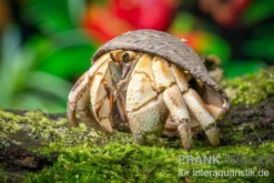 Marmor-Einsiedlerkrebs, Coenobita sp. "Marble"