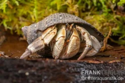 Marmor-Einsiedlerkrebs, Coenobita sp.