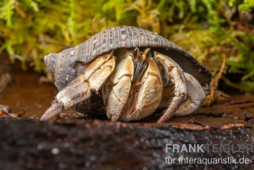 Marmor-Einsiedlerkrebs, Coenobita sp. "Marble"