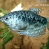 Marmorfadenfisch SHOW, Trichogaster trichopterus var. Marmor XL