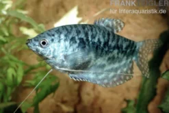 Marmorfadenfisch SHOW, Trichogaster trichopterus var. Marmor XL