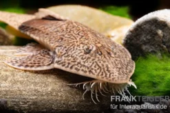 Marmor-Flunderharnischwels, Pseudohemiodon apithanos sp. Colombia