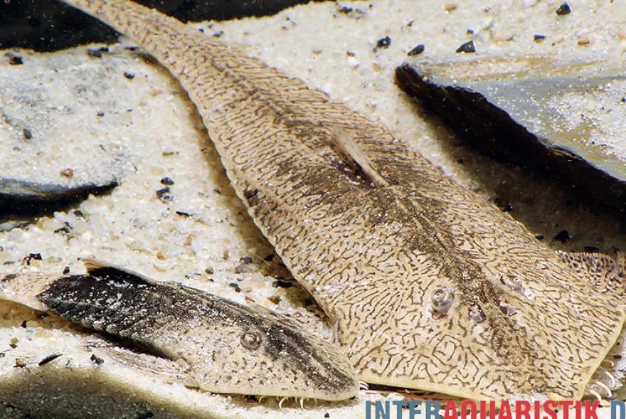 Marmor-Flunderharnischwels, Pseudohemiodon apithanos sp. Colombia