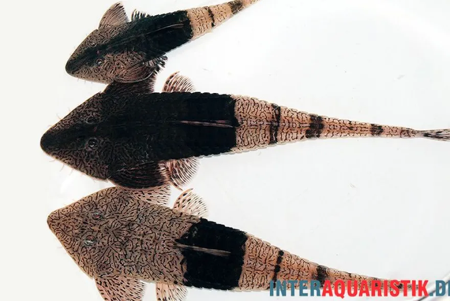 Marmor-Flunderharnischwels, Pseudohemiodon apithanos sp. Colombia