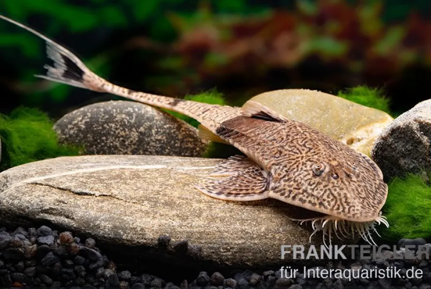 Marmor-Flunderharnischwels, Pseudohemiodon apithanos sp. Colombia
