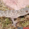 Marmorgecko, Gekko grossmanni