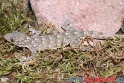 Marmorgecko, Gekko grossmanni