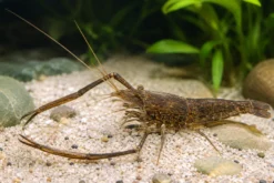 Marmorierte Flußgarnele, Braunarmgarnele, Macrobrachium asperulum