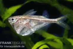 Marmorierter Beilbauchfisch, Carnegiella strigata