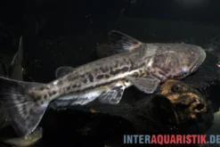 Marmorierter Delfinwels, Ageneiosus marmoratus