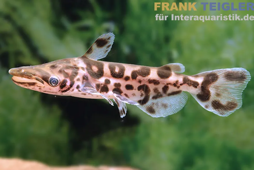 Marmorierter Delphinwels, Ageneiosus inermis