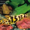 Marmorierter Fiederbartwels, Synodontis schoutedeni, 5-7 cm