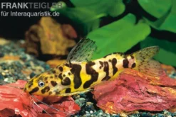 Marmorierter Fiederbartwels, Synodontis schoutedeni, 5-7 cm