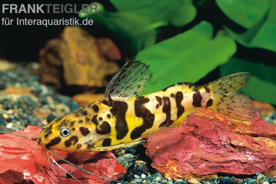 Marmorierter Fiederbartwels, Synodontis schoutedeni, 5-7 cm