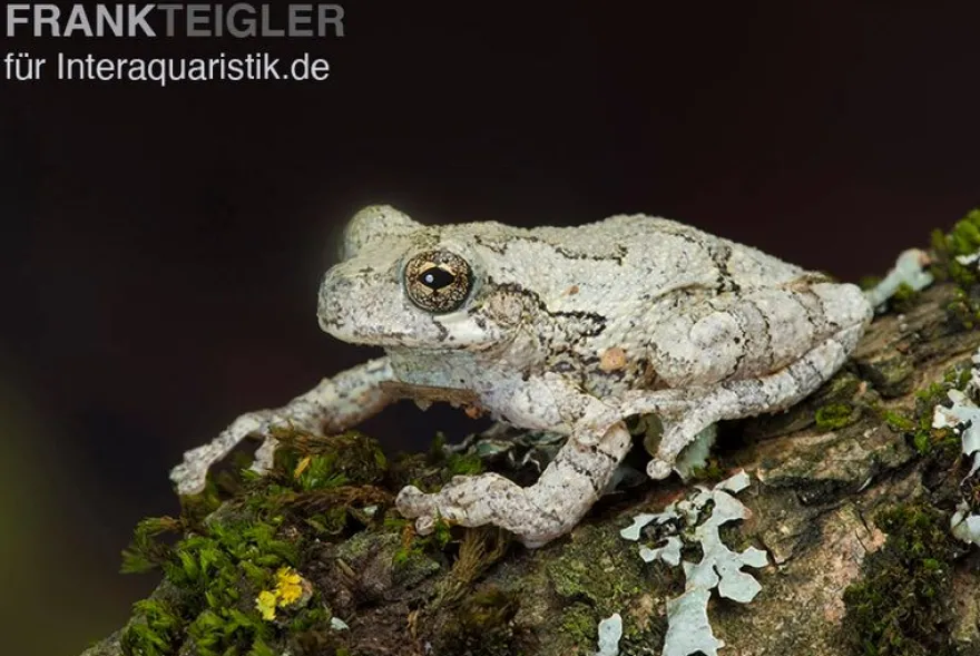 Marmorierter Laubfrosch, Hyla marmorata